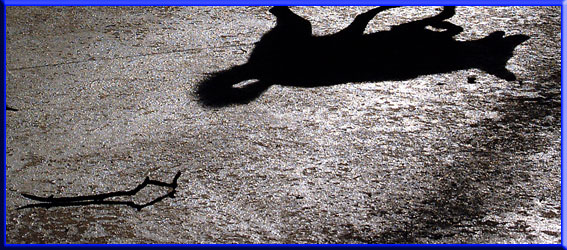 Shadow photo of dog